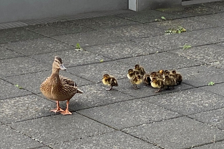 Entenfamilie auf dem Dach des 15m hohen KMW Gebäudes