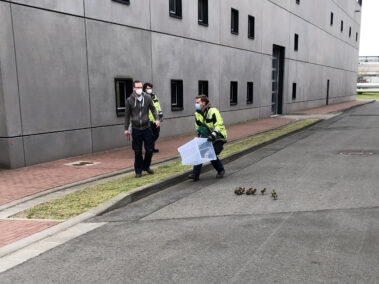 Mitarbeiter setzen Kücken auf sicherem Boden bei der KMW aus