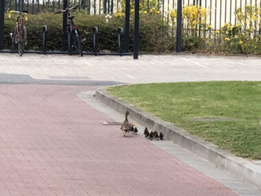 Die vereinte Entenfamilie der KMW auf dem Weg zum Rhein
