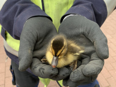 KMW-ler können nicht nur Kraftwerk - sondern auch Entenküken